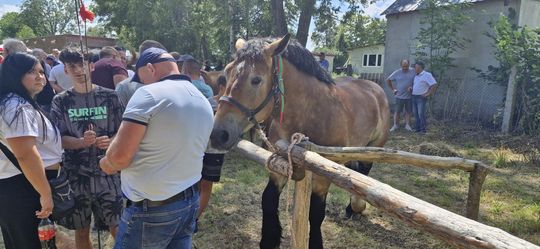 Gm. Ruda-Huta. Udany Powiatowy Dzień Konia Zimnokrwistego w Żalinie [GALERIA ZDJĘĆ]