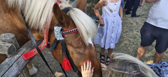 Gm. Ruda-Huta. Udany Powiatowy Dzień Konia Zimnokrwistego w Żalinie [GALERIA ZDJĘĆ]