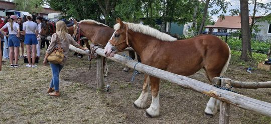 Gm. Ruda-Huta. Udany Powiatowy Dzień Konia Zimnokrwistego w Żalinie [GALERIA ZDJĘĆ]