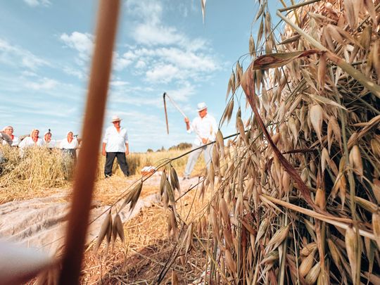 Gm. Leśniowice. Udane Żniwowanie na Maczułach. Tradycja, kultura, dobra zabawa [GALERIA ZDJĘĆ]