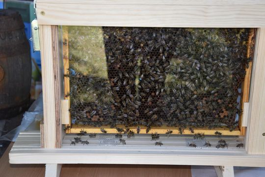 Gm. Łopiennik Górny. Nadwieprzański Festyn Sportowy – Borowica 2025 [GALERIA ZDJĘĆ]