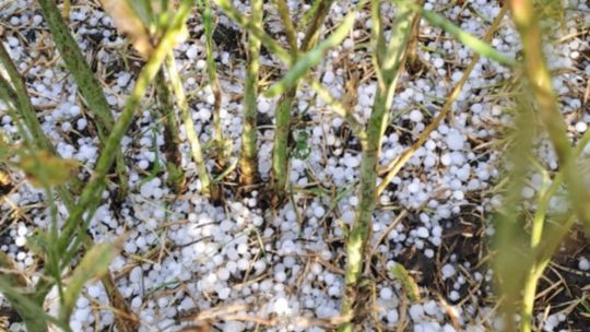 Gradobicie w gminie Żmudź. Rolnicy szacują straty [GALERIA ZDJĘĆ]