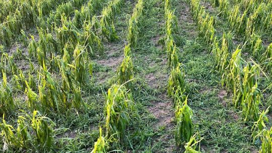 Gradobicie w gminie Żmudź. Rolnicy szacują straty [GALERIA ZDJĘĆ]