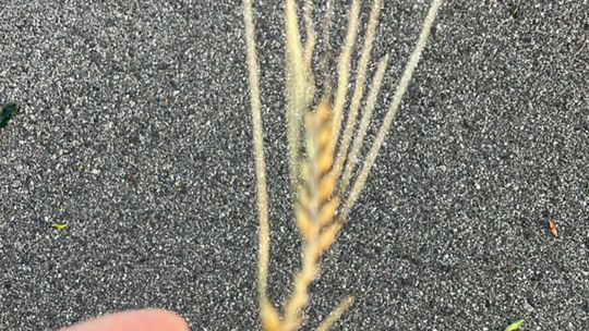 Gradobicie w gminie Żmudź. Rolnicy szacują straty [GALERIA ZDJĘĆ]