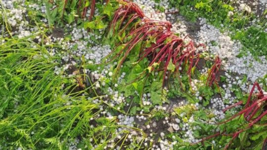 Gradobicie w gminie Żmudź. Rolnicy szacują straty [GALERIA ZDJĘĆ]