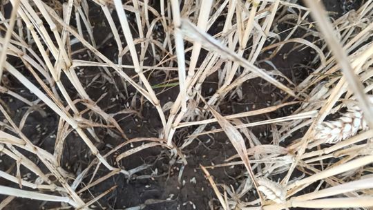 Gradobicie w gminie Żmudź. Rolnicy szacują straty [GALERIA ZDJĘĆ]