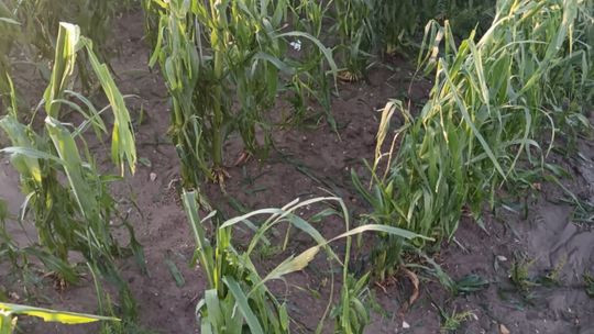 Gradobicie w gminie Żmudź. Rolnicy szacują straty [GALERIA ZDJĘĆ]