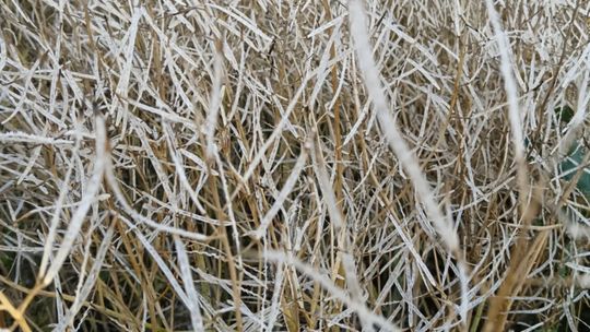 Gradobicie w gminie Żmudź. Rolnicy szacują straty [GALERIA ZDJĘĆ]