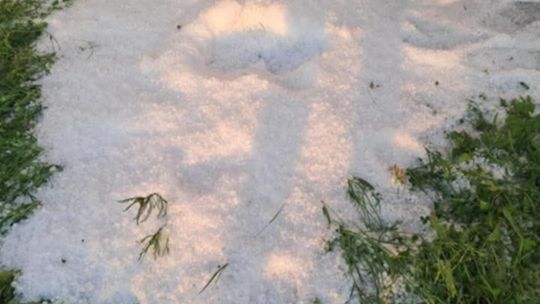 Gradobicie w gminie Żmudź. Rolnicy szacują straty [GALERIA ZDJĘĆ]