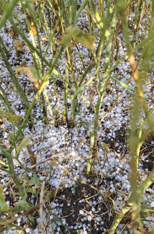 Gradobicie w gminie Żmudź. Rolnicy szacują straty [GALERIA ZDJĘĆ]