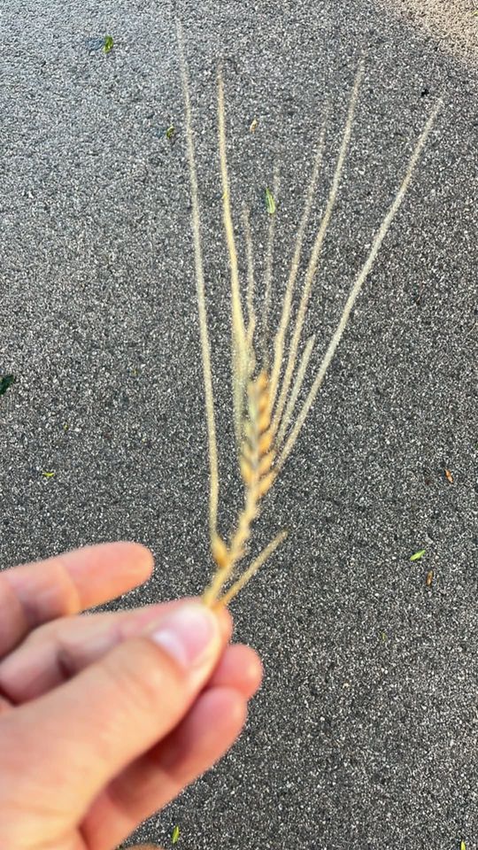 Gradobicie w gminie Żmudź. Rolnicy szacują straty [GALERIA ZDJĘĆ]