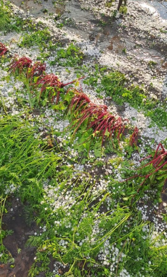 Gradobicie w gminie Żmudź. Rolnicy szacują straty [GALERIA ZDJĘĆ]