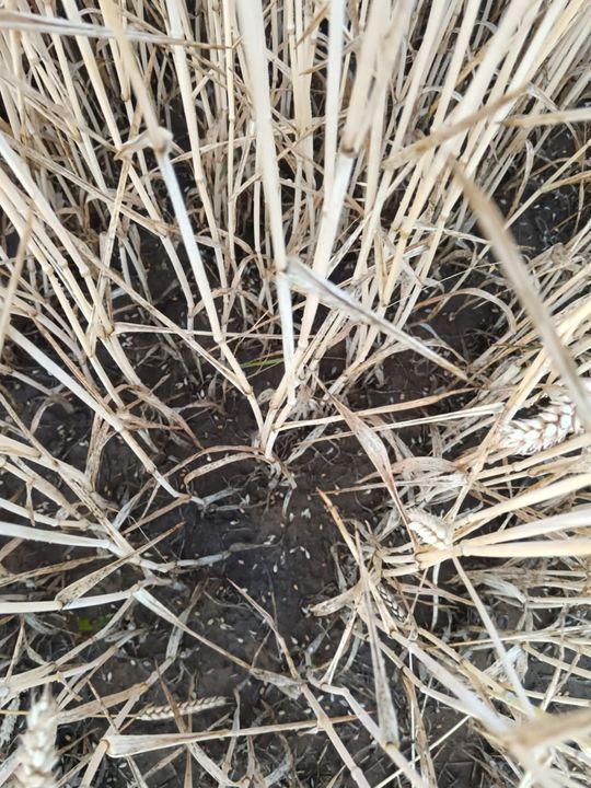 Gradobicie w gminie Żmudź. Rolnicy szacują straty [GALERIA ZDJĘĆ]