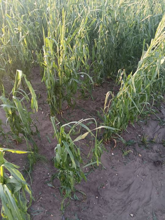 Gradobicie w gminie Żmudź. Rolnicy szacują straty [GALERIA ZDJĘĆ]