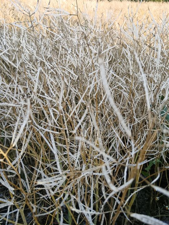 Gradobicie w gminie Żmudź. Rolnicy szacują straty [GALERIA ZDJĘĆ]