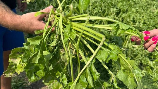 Nawałnica przeszła nad regionem. Grad zniszczył uprawy gospodarzy z gminy Leśniowice [ZDJĘCIA]