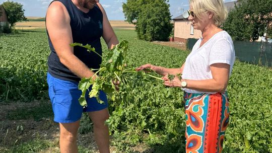 Nawałnica przeszła nad regionem. Grad zniszczył uprawy gospodarzy z gminy Leśniowice [ZDJĘCIA]