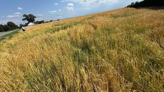 Nawałnica przeszła nad regionem. Grad zniszczył uprawy gospodarzy z gminy Leśniowice [ZDJĘCIA]