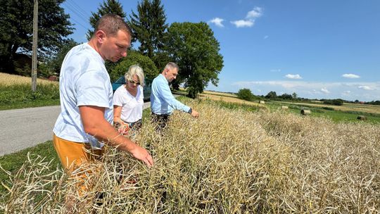 Nawałnica przeszła nad regionem. Grad zniszczył uprawy gospodarzy z gminy Leśniowice [ZDJĘCIA]