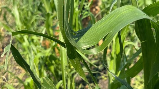 Nawałnica przeszła nad regionem. Grad zniszczył uprawy gospodarzy z gminy Leśniowice [ZDJĘCIA]