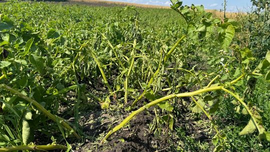 Nawałnica przeszła nad regionem. Grad zniszczył uprawy gospodarzy z gminy Leśniowice [ZDJĘCIA]