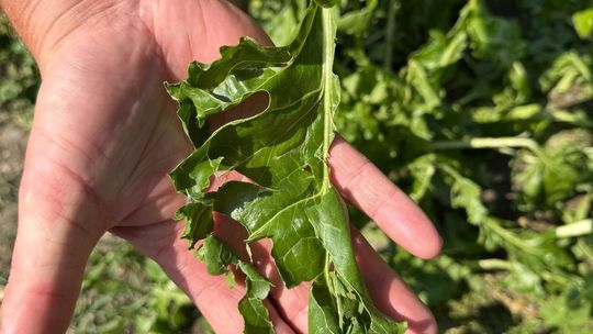 Nawałnica przeszła nad regionem. Grad zniszczył uprawy gospodarzy z gminy Leśniowice [ZDJĘCIA]