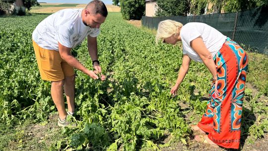 Nawałnica przeszła nad regionem. Grad zniszczył uprawy gospodarzy z gminy Leśniowice [ZDJĘCIA]
