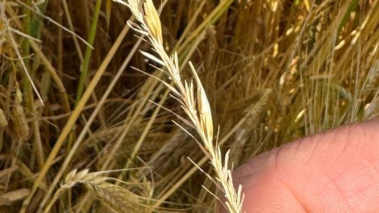 Nawałnica przeszła nad regionem. Grad zniszczył uprawy gospodarzy z gminy Leśniowice [ZDJĘCIA]