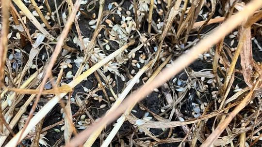 Nawałnica przeszła nad regionem. Grad zniszczył uprawy gospodarzy z gminy Leśniowice [ZDJĘCIA]