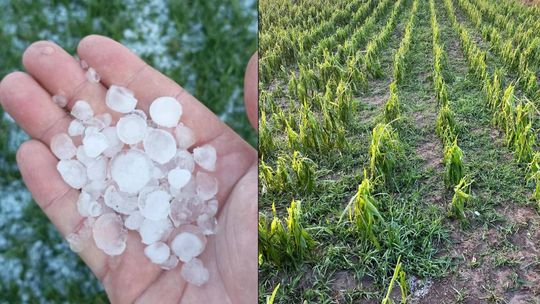 Nawałnica przeszła nad regionem. Grad zniszczył uprawy gospodarzy z gminy Leśniowice [ZDJĘCIA]