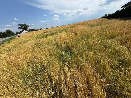 Nawałnica przeszła nad regionem. Grad zniszczył uprawy gospodarzy z gminy Leśniowice [ZDJĘCIA]