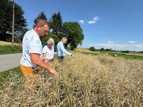 Nawałnica przeszła nad regionem. Grad zniszczył uprawy gospodarzy z gminy Leśniowice [ZDJĘCIA]