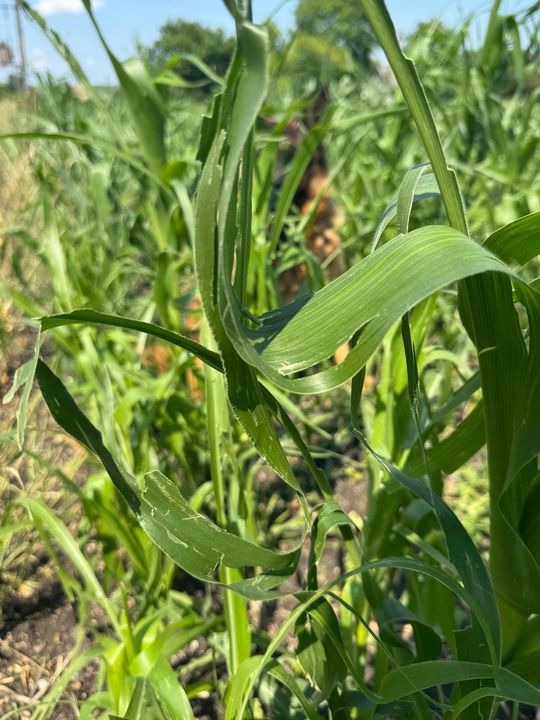 Nawałnica przeszła nad regionem. Grad zniszczył uprawy gospodarzy z gminy Leśniowice [ZDJĘCIA]