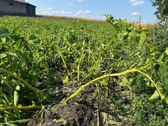 Nawałnica przeszła nad regionem. Grad zniszczył uprawy gospodarzy z gminy Leśniowice [ZDJĘCIA]