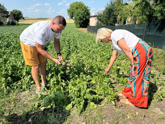 Nawałnica przeszła nad regionem. Grad zniszczył uprawy gospodarzy z gminy Leśniowice [ZDJĘCIA]