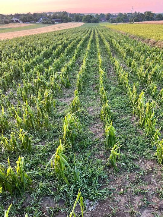 Nawałnica przeszła nad regionem. Grad zniszczył uprawy gospodarzy z gminy Leśniowice [ZDJĘCIA]