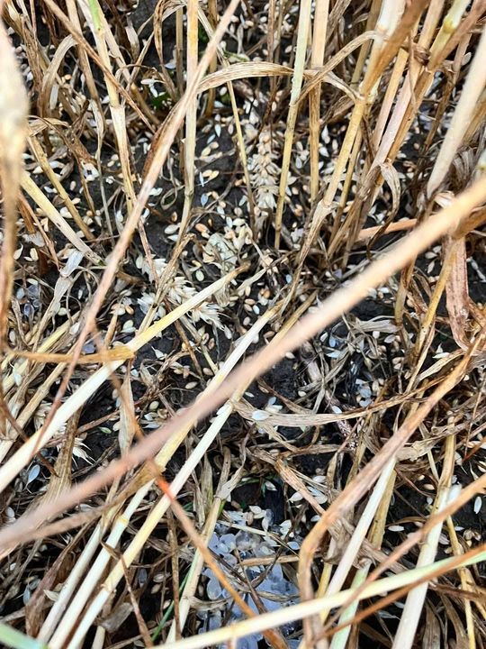 Nawałnica przeszła nad regionem. Grad zniszczył uprawy gospodarzy z gminy Leśniowice [ZDJĘCIA]