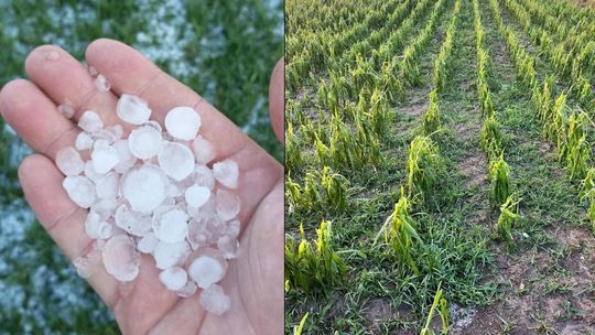 Nawałnica przeszła nad regionem. Grad zniszczył uprawy gospodarzy z gminy Leśniowice [ZDJĘCIA]