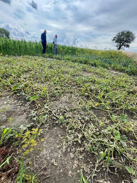 Gmina Lesniowice szacuje straty po gradobiciu. Wizja lokalna z udziałem przedstawicieli wojewody [ZDJĘCIA]