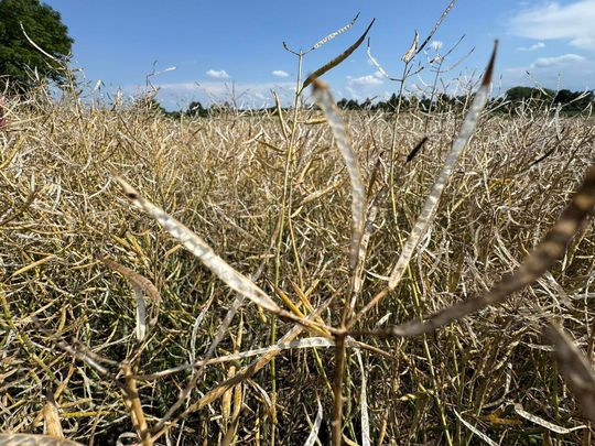Gmina Lesniowice szacuje straty po gradobiciu. Wizja lokalna z udziałem przedstawicieli wojewody [ZDJĘCIA]