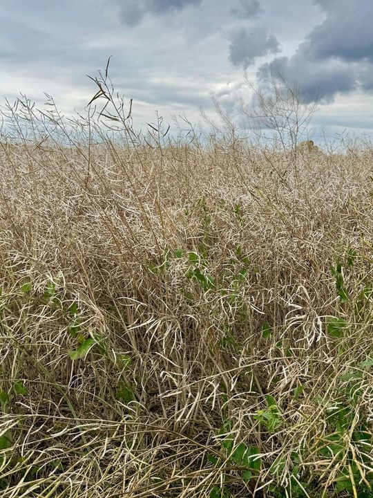 Gmina Lesniowice szacuje straty po gradobiciu. Wizja lokalna z udziałem przedstawicieli wojewody [ZDJĘCIA]