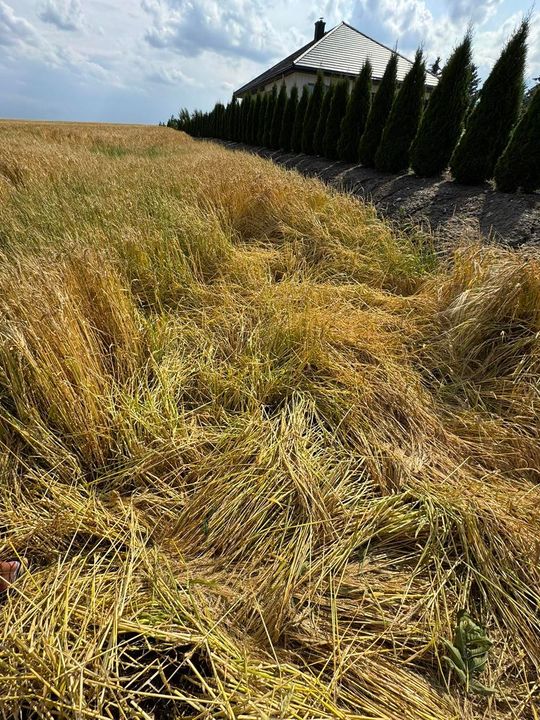 Gmina Lesniowice szacuje straty po gradobiciu. Wizja lokalna z udziałem przedstawicieli wojewody [ZDJĘCIA]