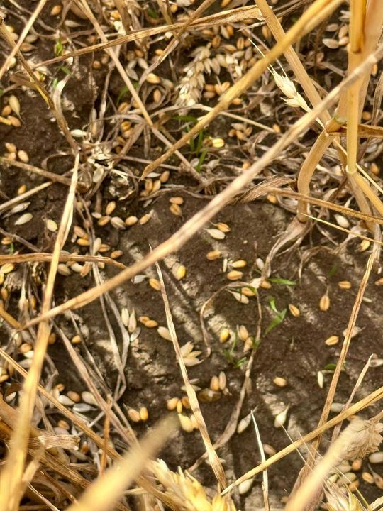 Gmina Lesniowice szacuje straty po gradobiciu. Wizja lokalna z udziałem przedstawicieli wojewody [ZDJĘCIA]