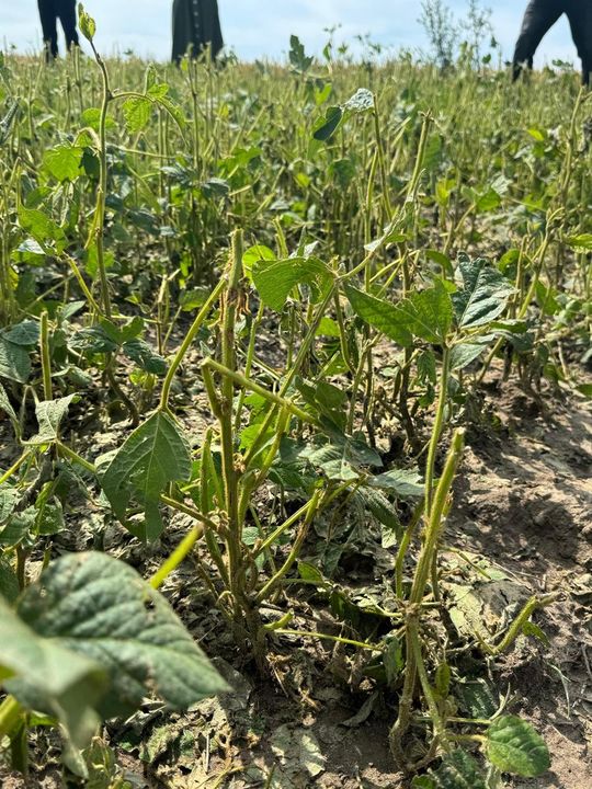 Gmina Lesniowice szacuje straty po gradobiciu. Wizja lokalna z udziałem przedstawicieli wojewody [ZDJĘCIA]