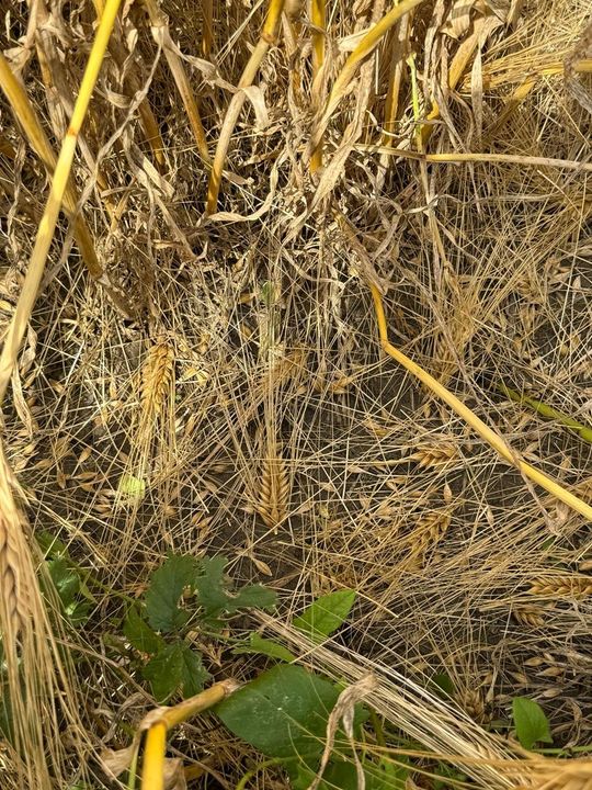 Gmina Lesniowice szacuje straty po gradobiciu. Wizja lokalna z udziałem przedstawicieli wojewody [ZDJĘCIA]