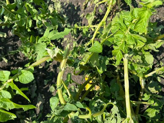 Gmina Lesniowice szacuje straty po gradobiciu. Wizja lokalna z udziałem przedstawicieli wojewody [ZDJĘCIA]