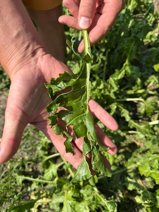 Gmina Lesniowice szacuje straty po gradobiciu. Wizja lokalna z udziałem przedstawicieli wojewody [ZDJĘCIA]