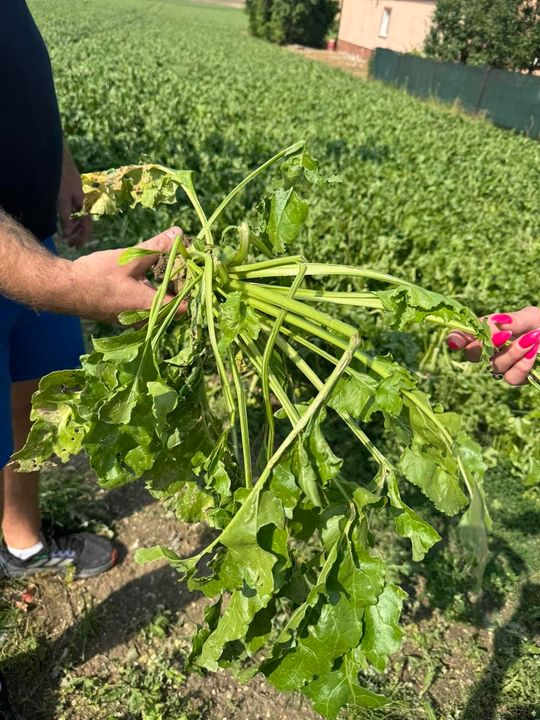 Gmina Lesniowice szacuje straty po gradobiciu. Wizja lokalna z udziałem przedstawicieli wojewody [ZDJĘCIA]
