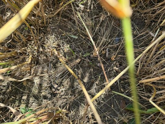 Gmina Lesniowice szacuje straty po gradobiciu. Wizja lokalna z udziałem przedstawicieli wojewody [ZDJĘCIA]