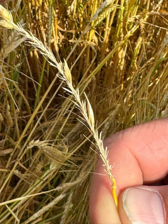 Gmina Lesniowice szacuje straty po gradobiciu. Wizja lokalna z udziałem przedstawicieli wojewody [ZDJĘCIA]